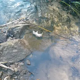 Zväčšiť fotografiu brigada-za-krajsie-levare-(3)
