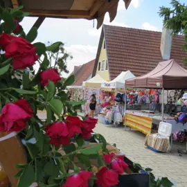 Zväčšiť fotografiu detske-krojovane-slavnosti-vo-velkych-levaroch-(8)