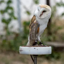 Zväčšiť fotografiu habansky-hodovy-jarmok-2026-(116)