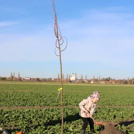 Sadenie lipovej aleje 