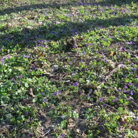 Zväčšiť fotografiu turistika_na_skalnatu__02