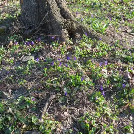 Zväčšiť fotografiu turistika_na_skalnatu__03