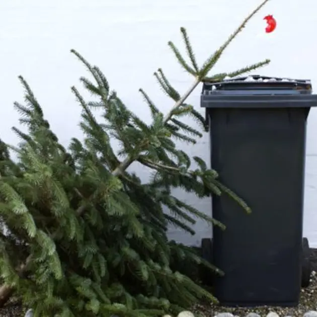 Zber vianočných stromčekov pokračuje aj v utorok