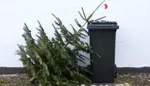 Zber vianočných stromčekov