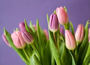 tulipany