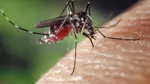 Prevencia pred komármi