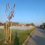 Na Vinohradníckej ulici sme vysadili okrasné čerešne sakury