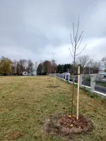 Z projektu „Zelené obce Slovenska“ pribudlo v Levároch ďalších 78 stromov