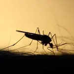 Chemický postrek proti komárom