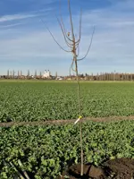 S prvákmi sme vysadili už siedmu lipovú alej