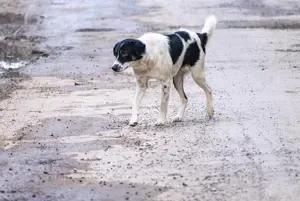 stray-dog-6709012_1280