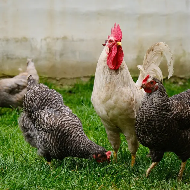 Veterinárne opatrenia z dôvodu výskytu vtáčej chrípky